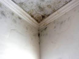 Best Black Mold Removal  in Republic, PA