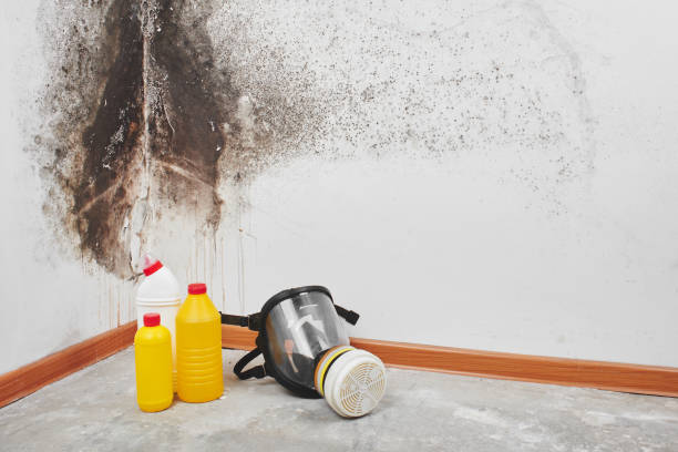 Best Mold Damage Restoration  in Republic, PA