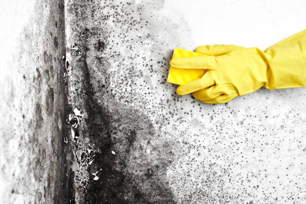 Why You Should Choose Our Mold Remediation Services in Republic, PA