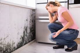  Republic, PA Mold Prevention & Removal Pros